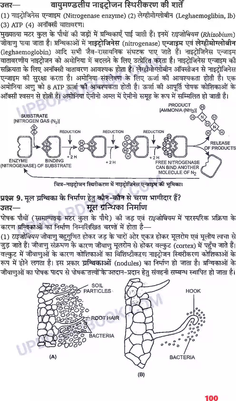 UP Board Solution class 11 Biology 12. खनिज पोषण Image 3