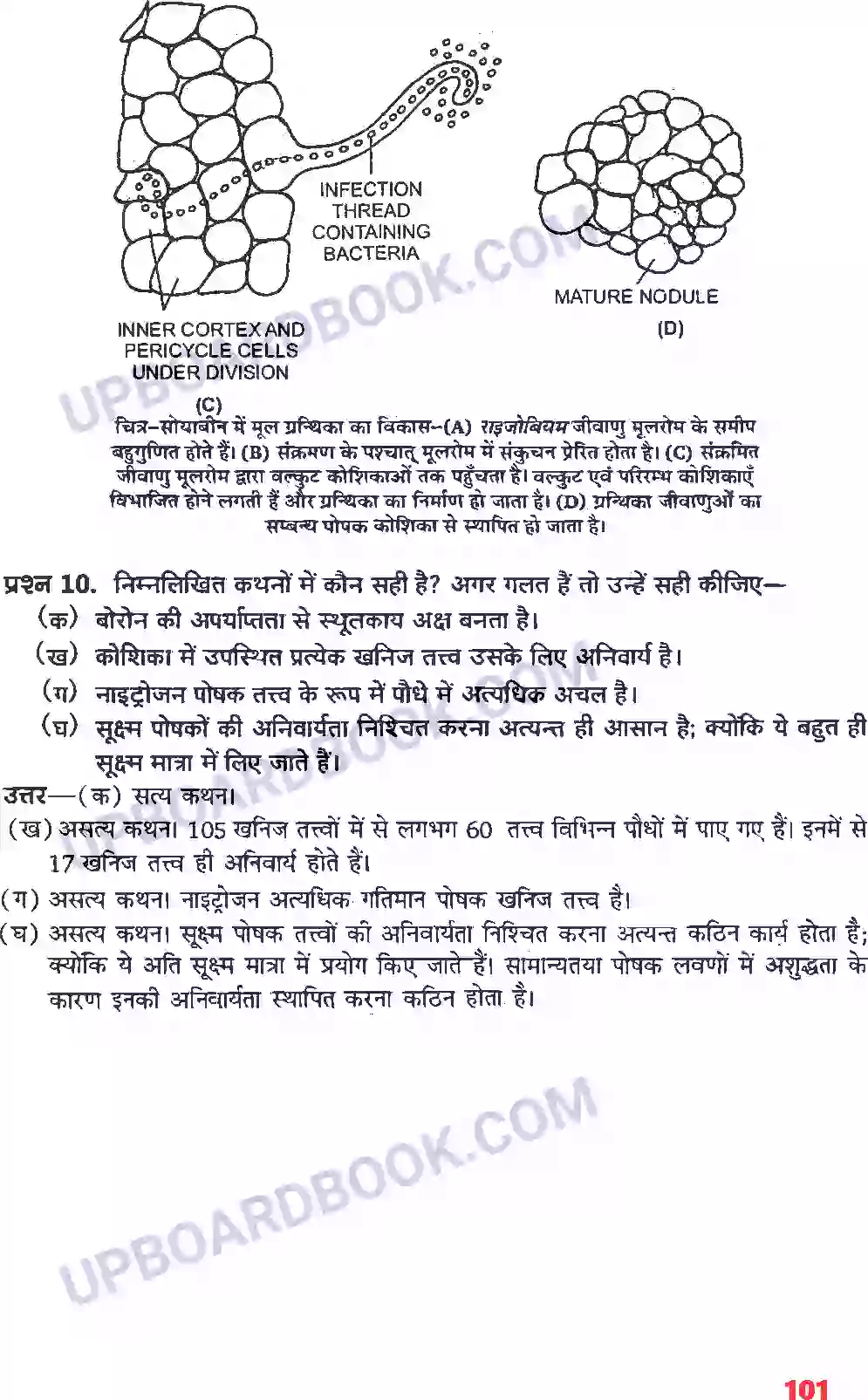 UP Board Solution class 11 Biology 12. खनिज पोषण Image 4