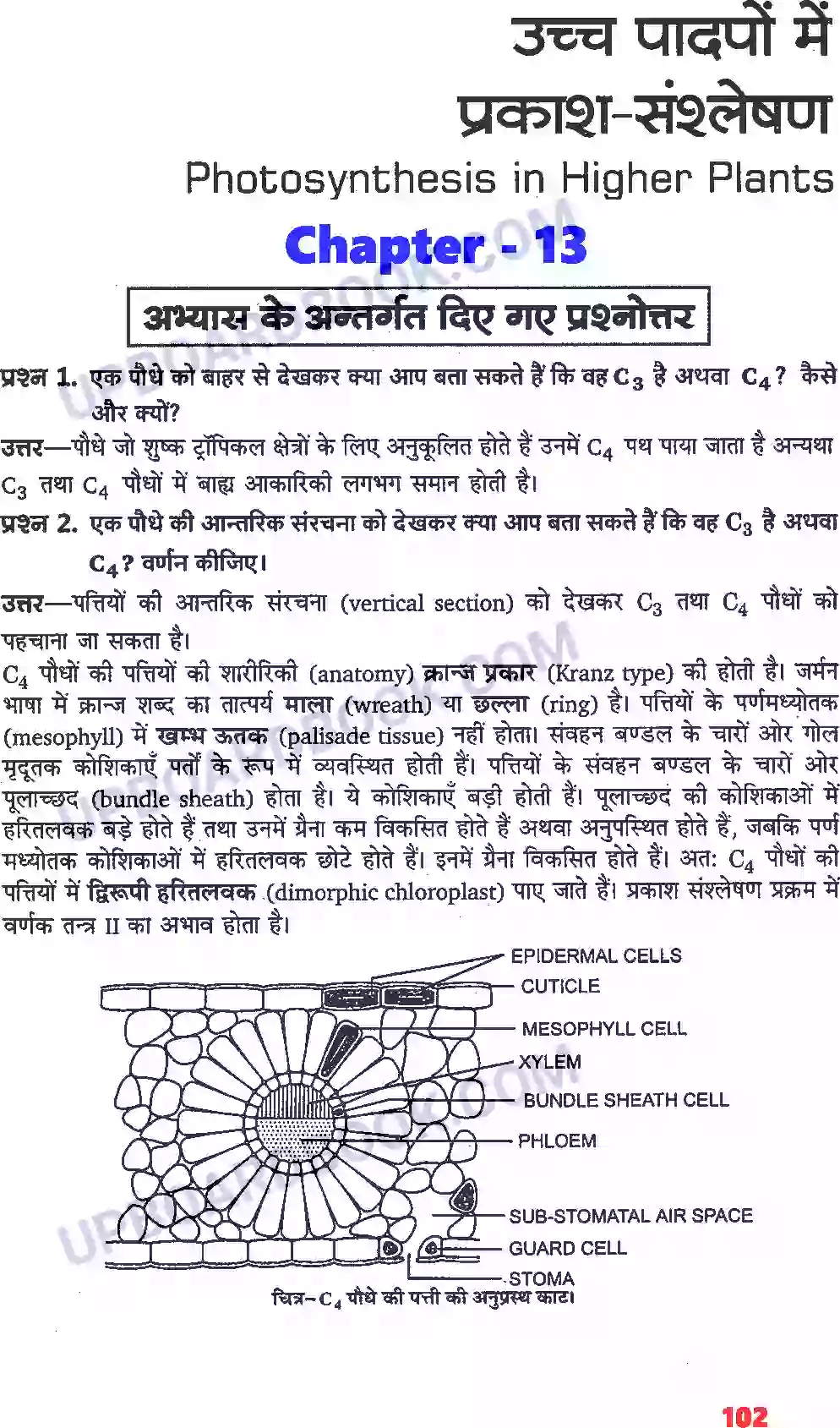 UP Board Solution class 11 Biology 13. उच्च पादपों में प्रकाश-संश्लेषण Image 1
