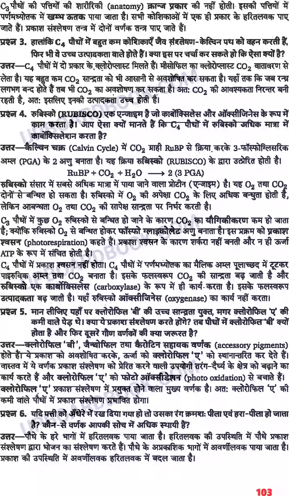 UP Board Solution class 11 Biology 13. उच्च पादपों में प्रकाश-संश्लेषण Image 2