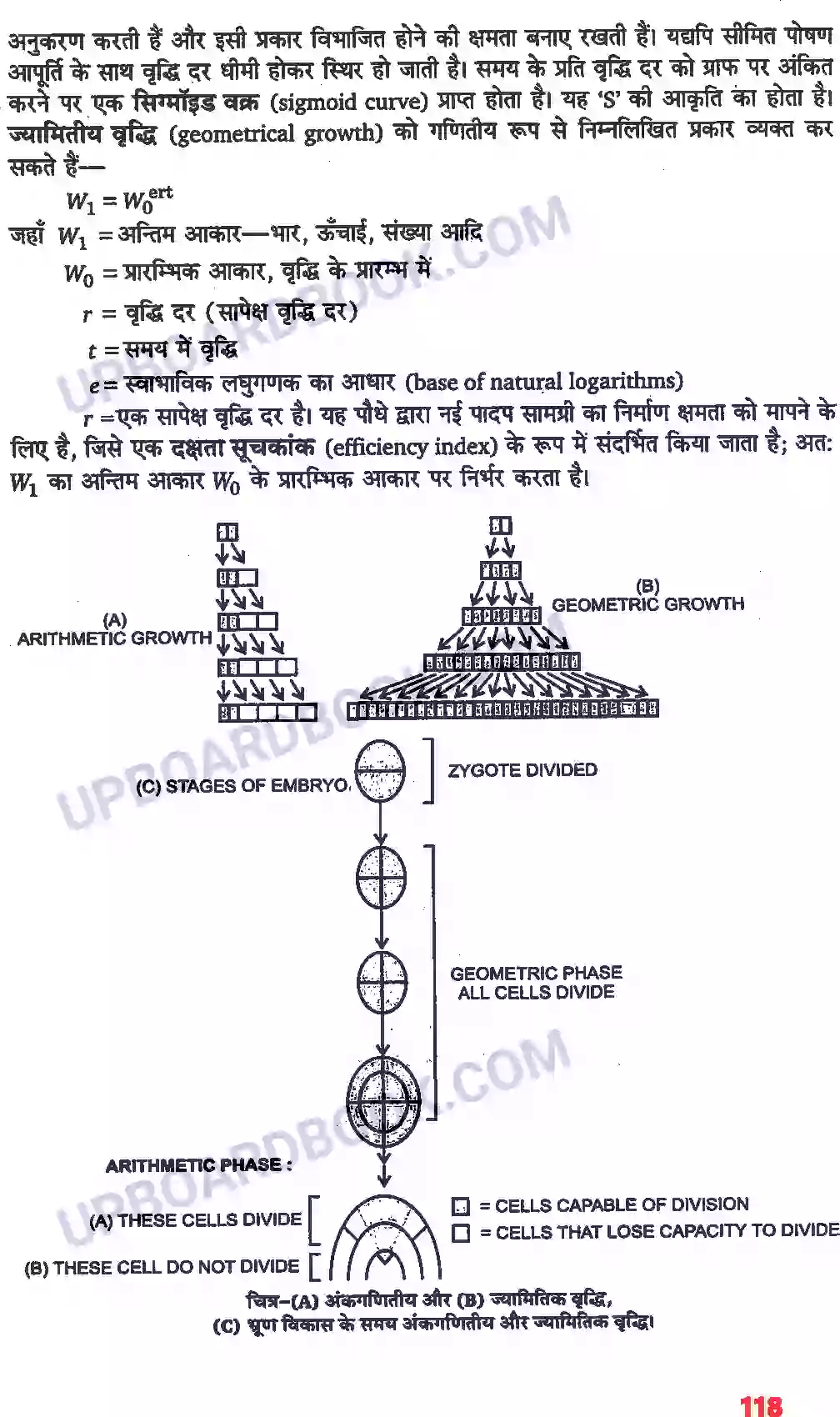 UP Board Solution class 11 Biology 15. पादप वृद्धि एवं परिवर्धन Image 3