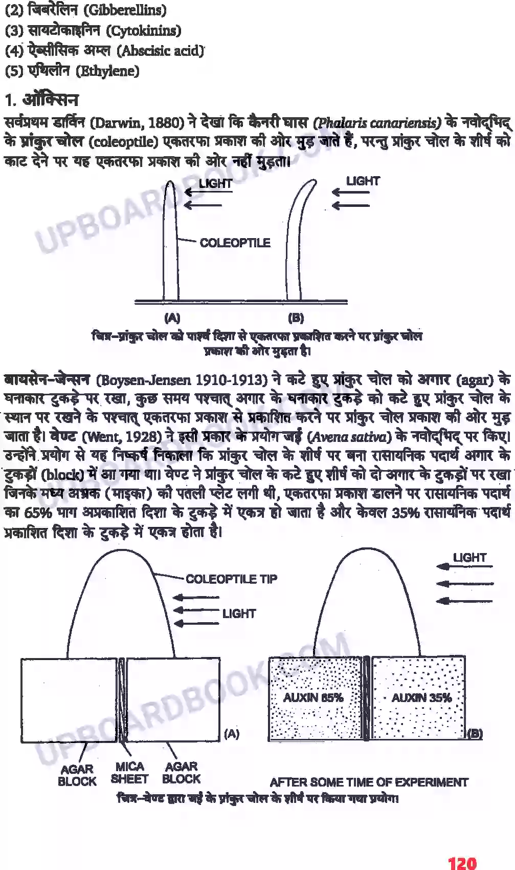 UP Board Solution class 11 Biology 15. पादप वृद्धि एवं परिवर्धन Image 5