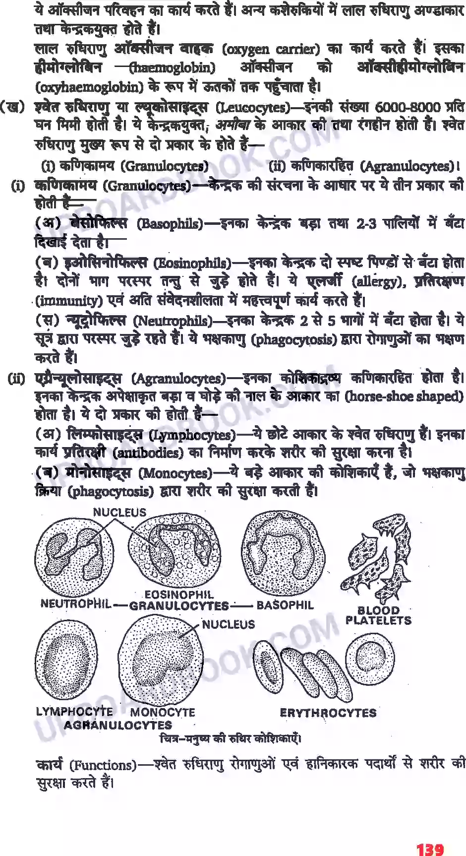 UP Board Solution class 11 Biology 18. शरीर द्रव तथा परिसंचरण Image 2