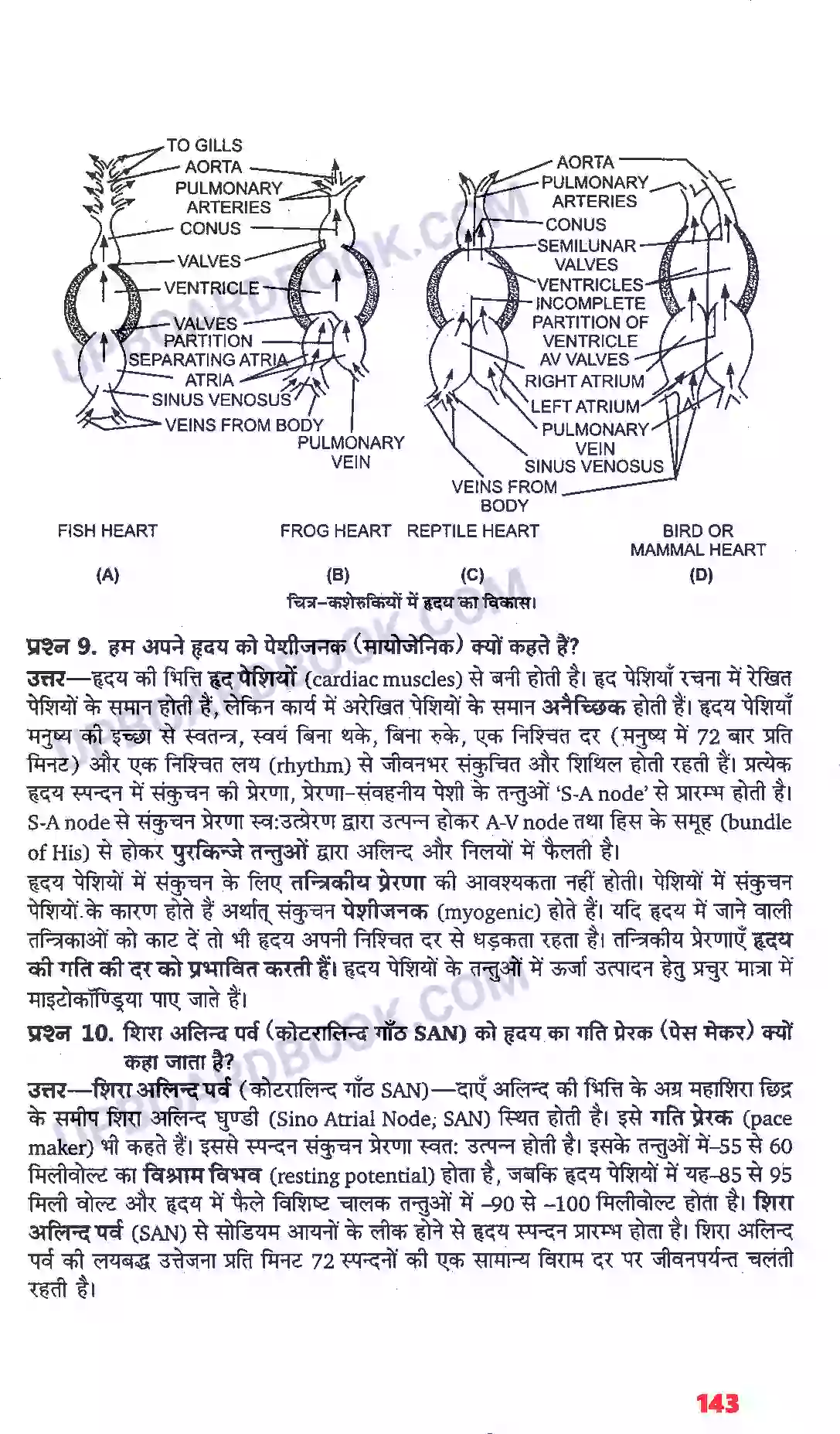 UP Board Solution class 11 Biology 18. शरीर द्रव तथा परिसंचरण Image 6
