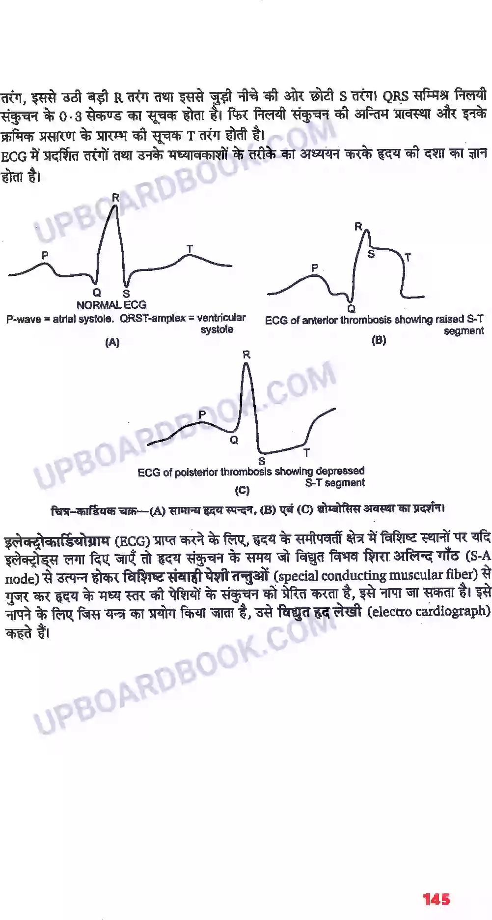UP Board Solution class 11 Biology 18. शरीर द्रव तथा परिसंचरण Image 8