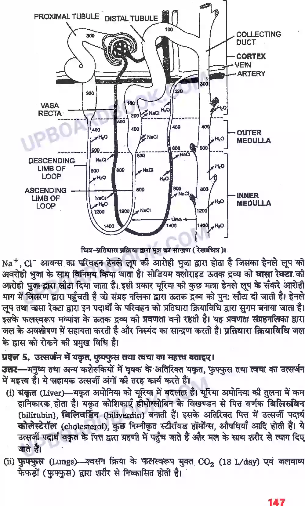 UP Board Solution class 11 Biology 19. उत्सर्जी उत्पाद एवं उनका निष्कासन Image 2