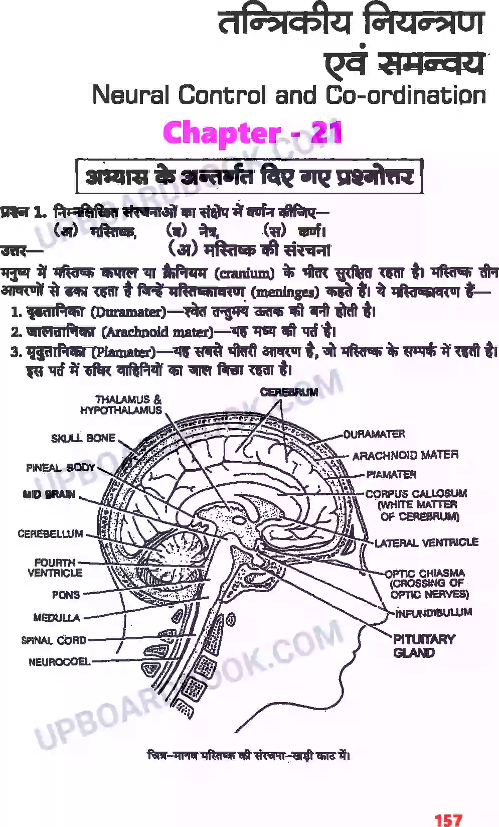 UP Board Solution class 11 Biology 21. तंत्रिकीय नियंत्रण एवं समन्वय Image 1