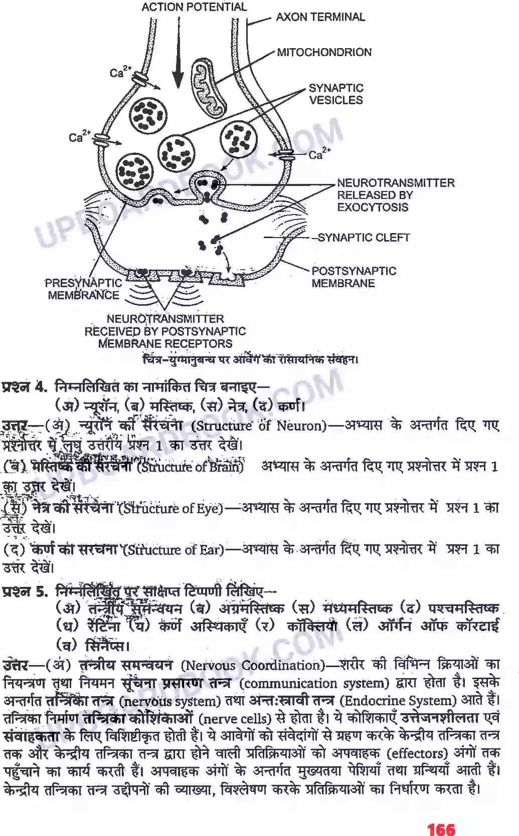 UP Board Solution class 11 Biology 21. तंत्रिकीय नियंत्रण एवं समन्वय Image 10