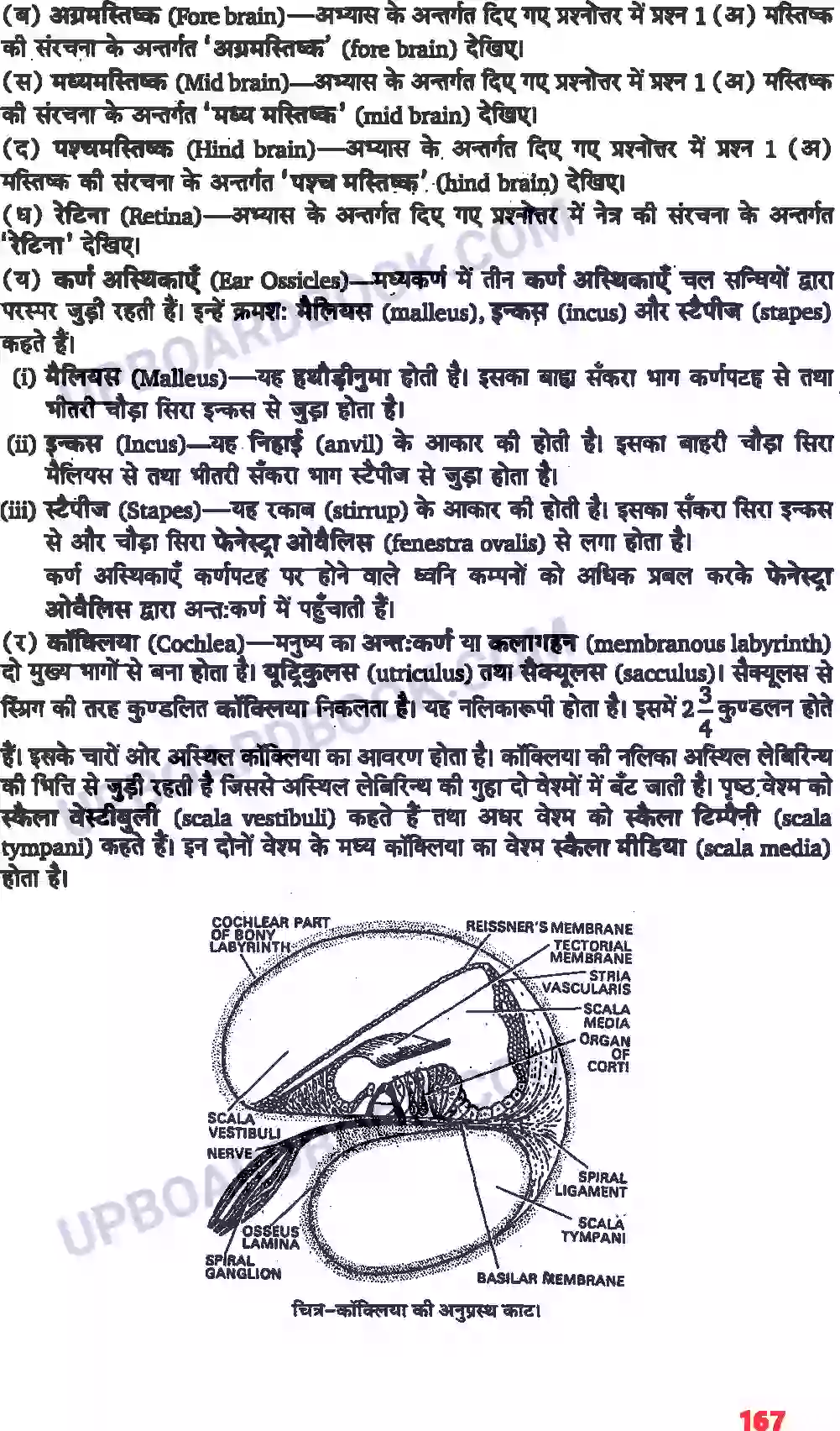 UP Board Solution class 11 Biology 21. तंत्रिकीय नियंत्रण एवं समन्वय Image 11