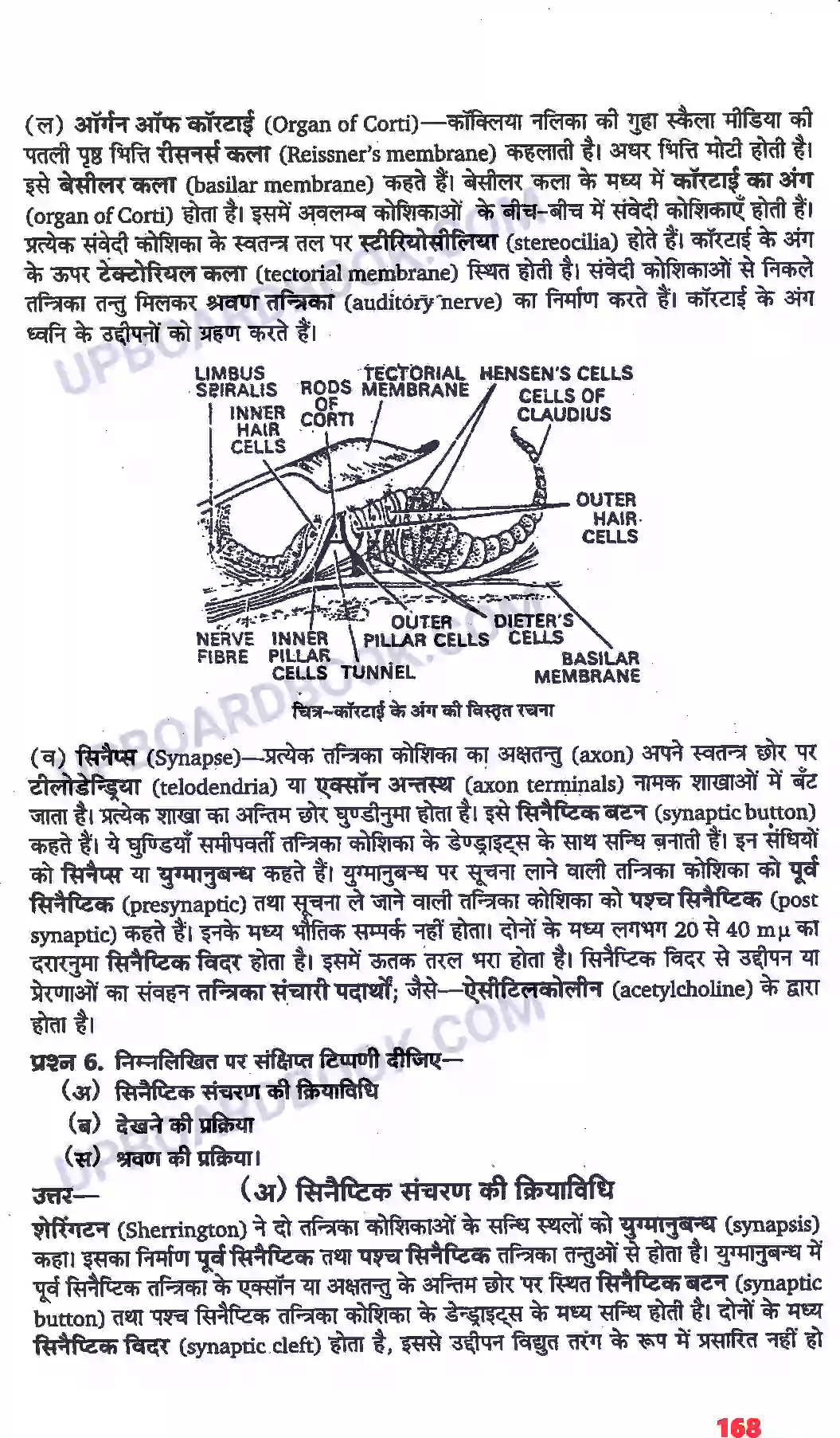 UP Board Solution class 11 Biology 21. तंत्रिकीय नियंत्रण एवं समन्वय Image 12