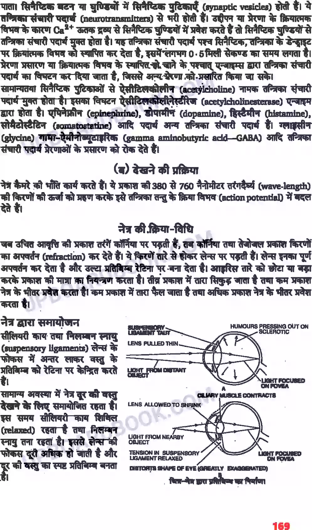 UP Board Solution class 11 Biology 21. तंत्रिकीय नियंत्रण एवं समन्वय Image 13