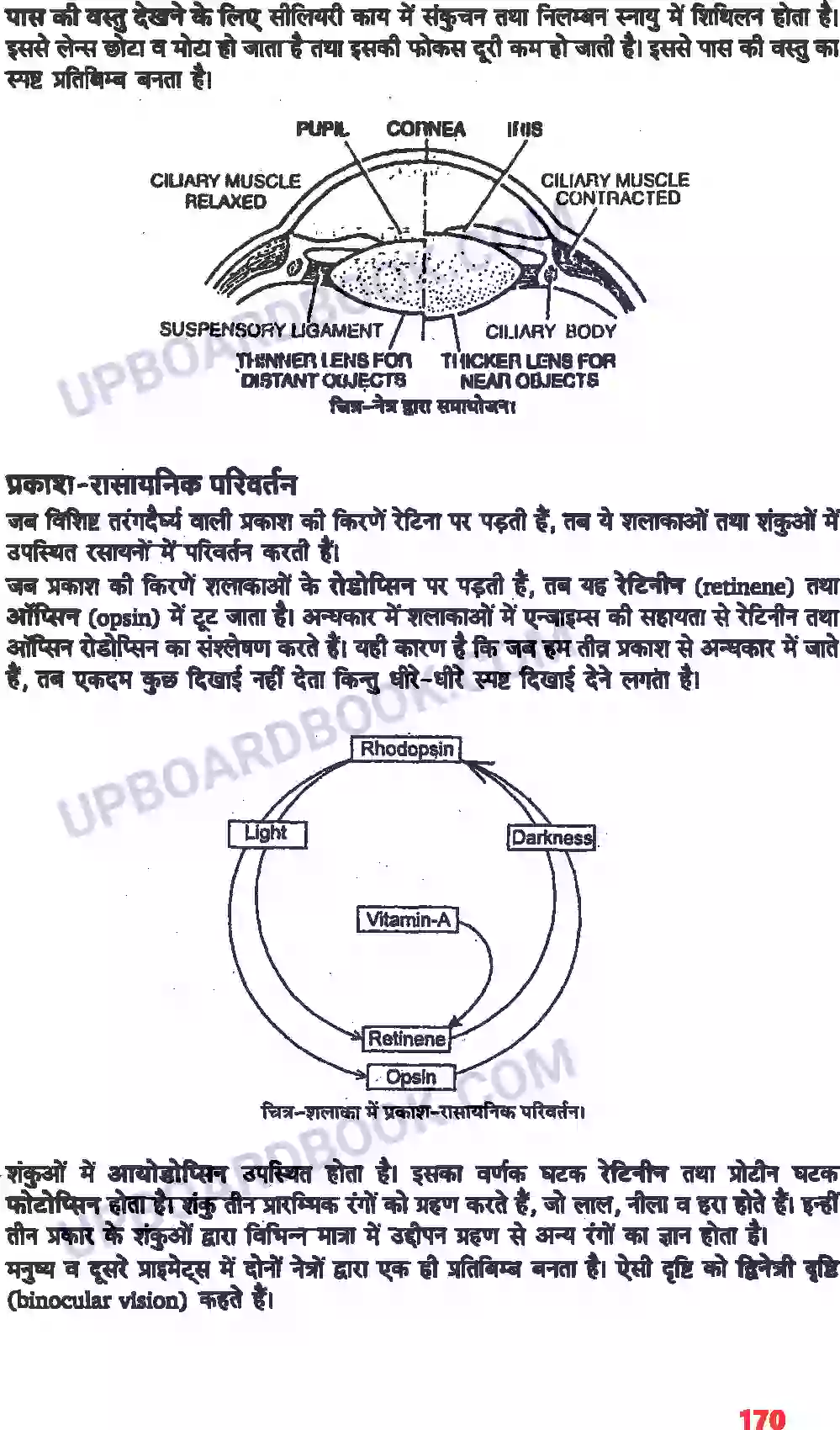 UP Board Solution class 11 Biology 21. तंत्रिकीय नियंत्रण एवं समन्वय Image 14