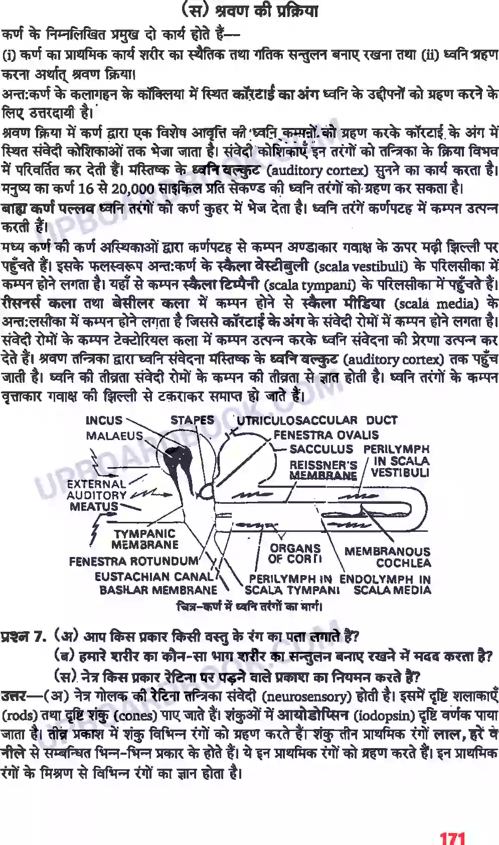 UP Board Solution class 11 Biology 21. तंत्रिकीय नियंत्रण एवं समन्वय Image 15