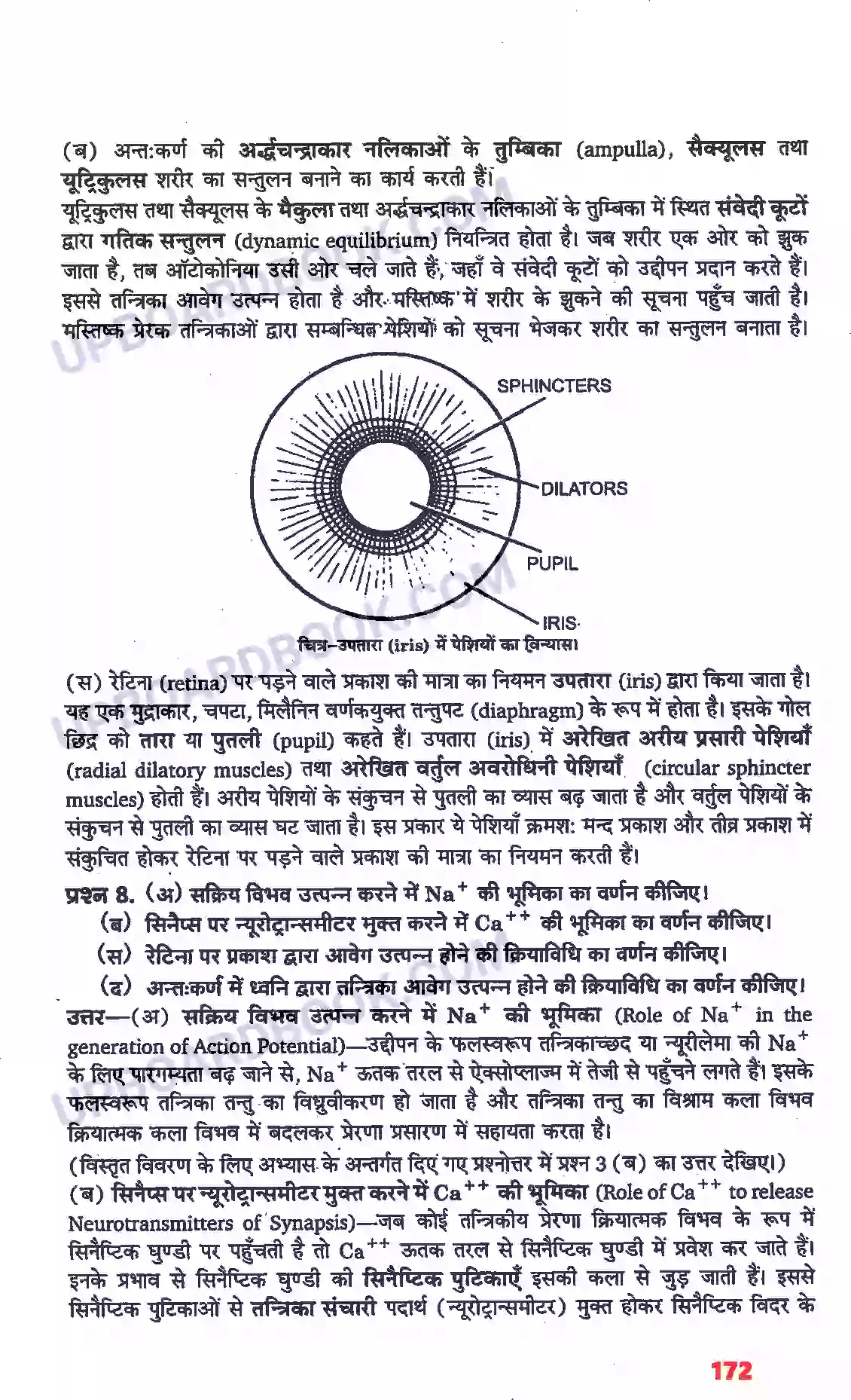 UP Board Solution class 11 Biology 21. तंत्रिकीय नियंत्रण एवं समन्वय Image 16