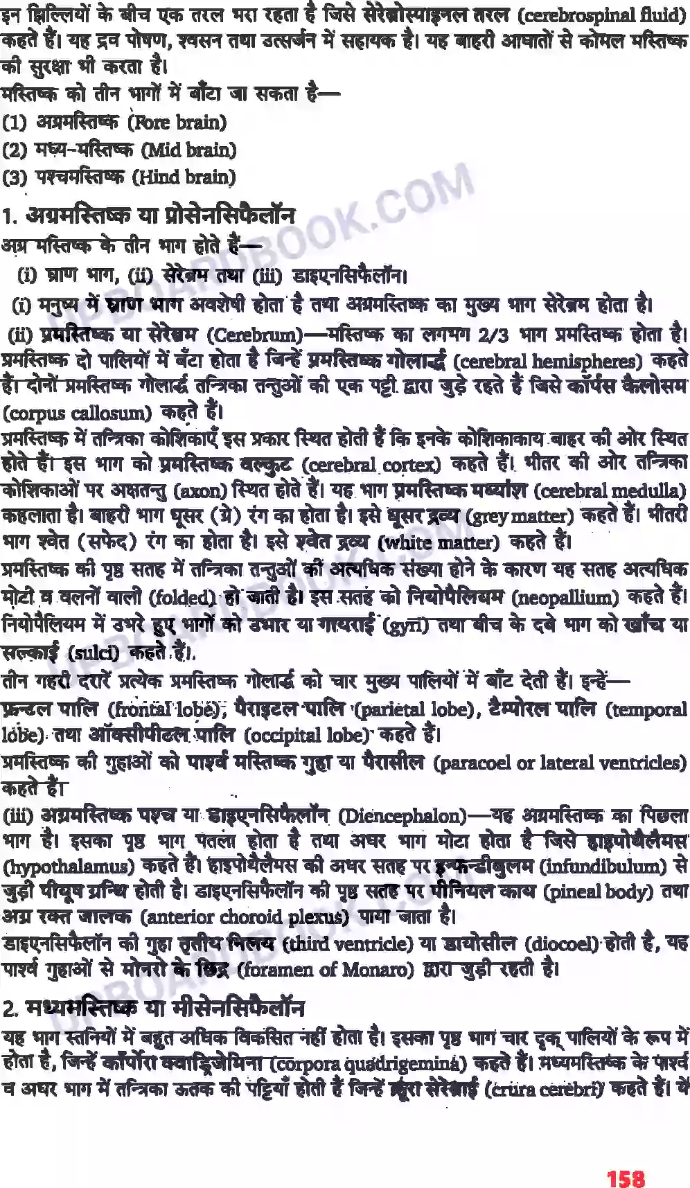 UP Board Solution class 11 Biology 21. तंत्रिकीय नियंत्रण एवं समन्वय Image 2