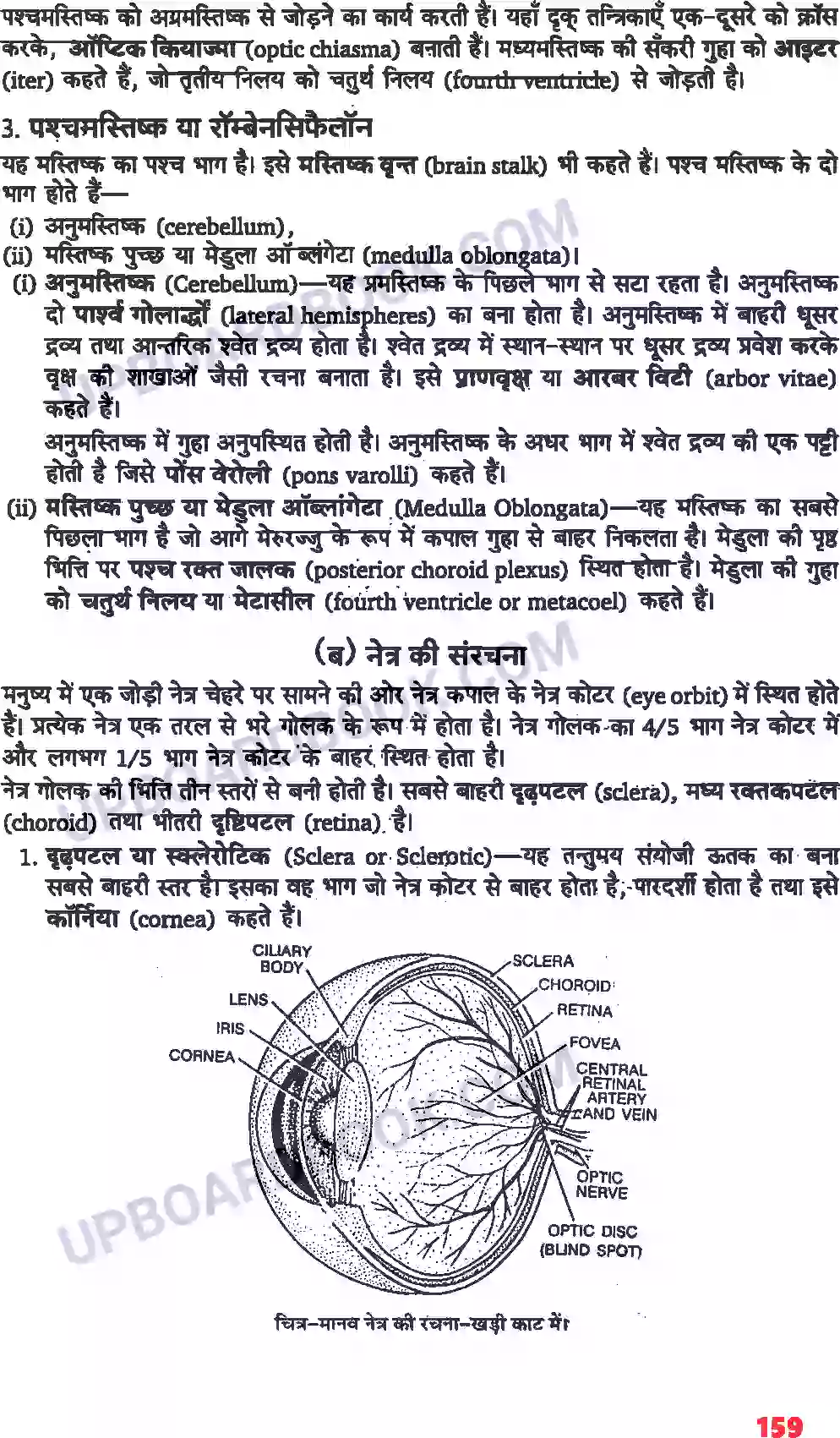 UP Board Solution class 11 Biology 21. तंत्रिकीय नियंत्रण एवं समन्वय Image 3