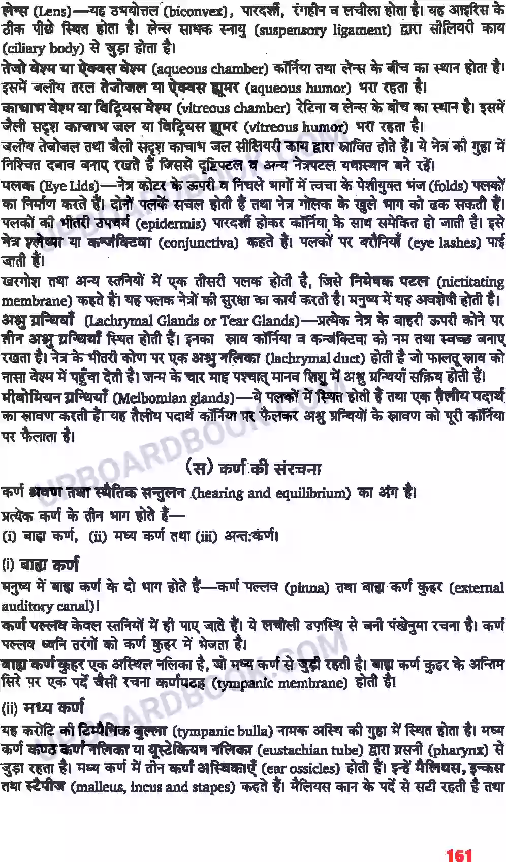 UP Board Solution class 11 Biology 21. तंत्रिकीय नियंत्रण एवं समन्वय Image 5