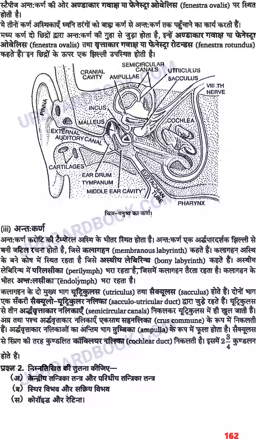 UP Board Solution class 11 Biology 21. तंत्रिकीय नियंत्रण एवं समन्वय Image 6