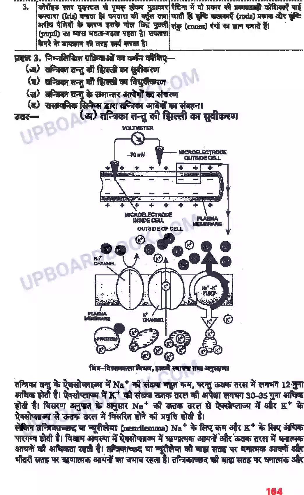 UP Board Solution class 11 Biology 21. तंत्रिकीय नियंत्रण एवं समन्वय Image 8