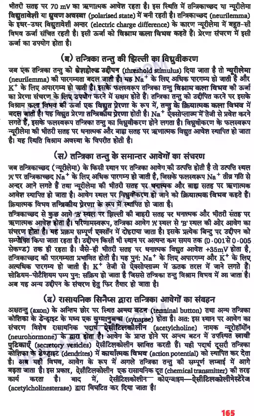 UP Board Solution class 11 Biology 21. तंत्रिकीय नियंत्रण एवं समन्वय Image 9