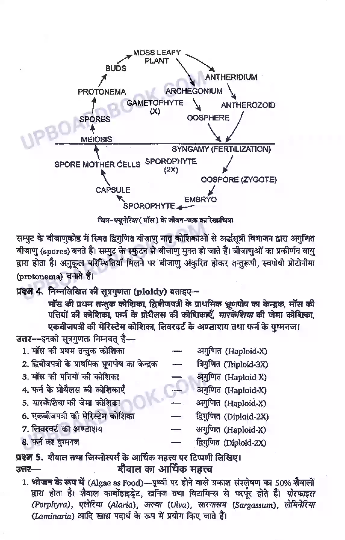 UP Board Solution class 11 Biology 3. वनस्पति जगत Image 2