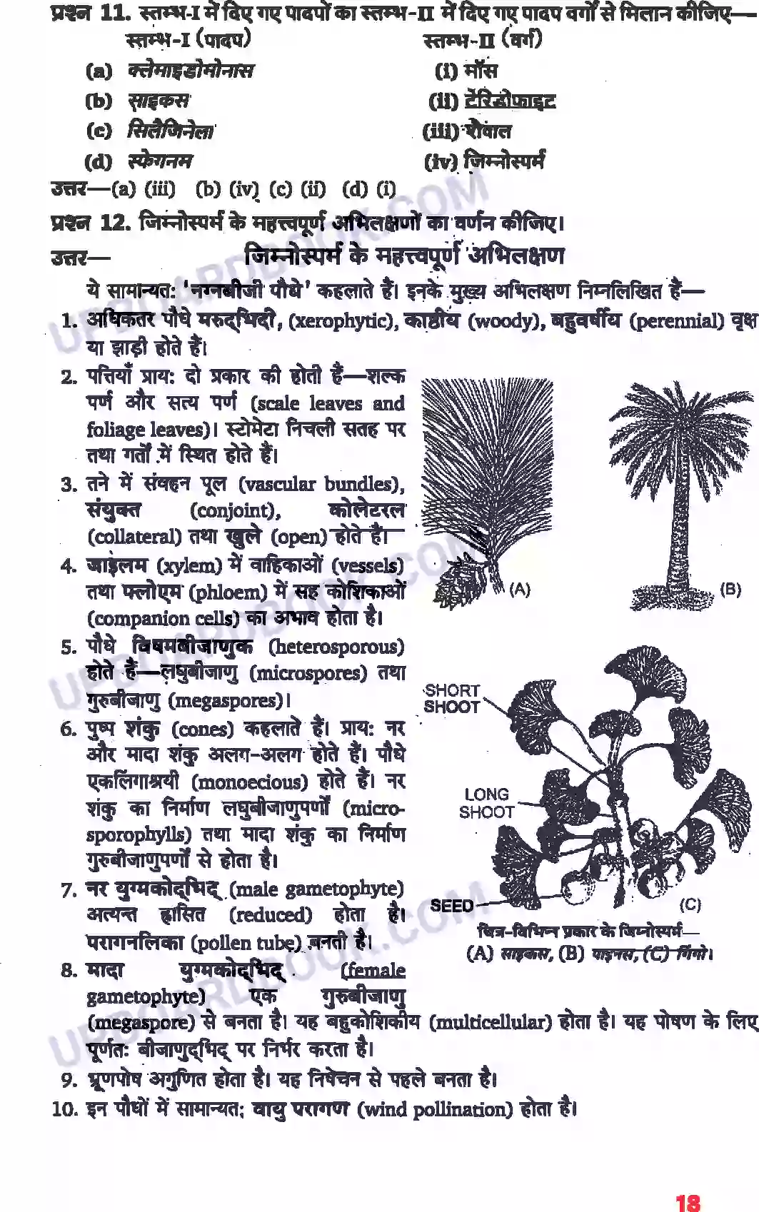 UP Board Solution class 11 Biology 3. वनस्पति जगत Image 7