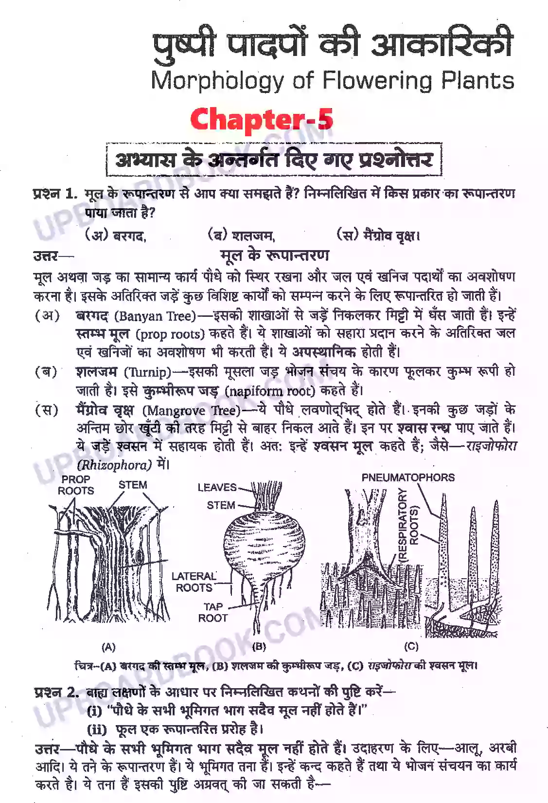 UP Board Solution Class 11 Biology 5. पुष्पी पादपों की आकारिकी Image 1