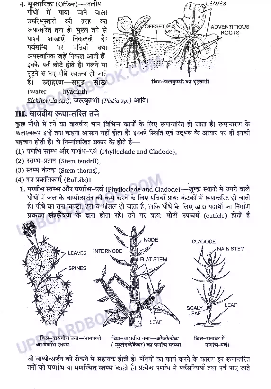UP Board Solution Class 11 Biology 5. पुष्पी पादपों की आकारिकी Image 10
