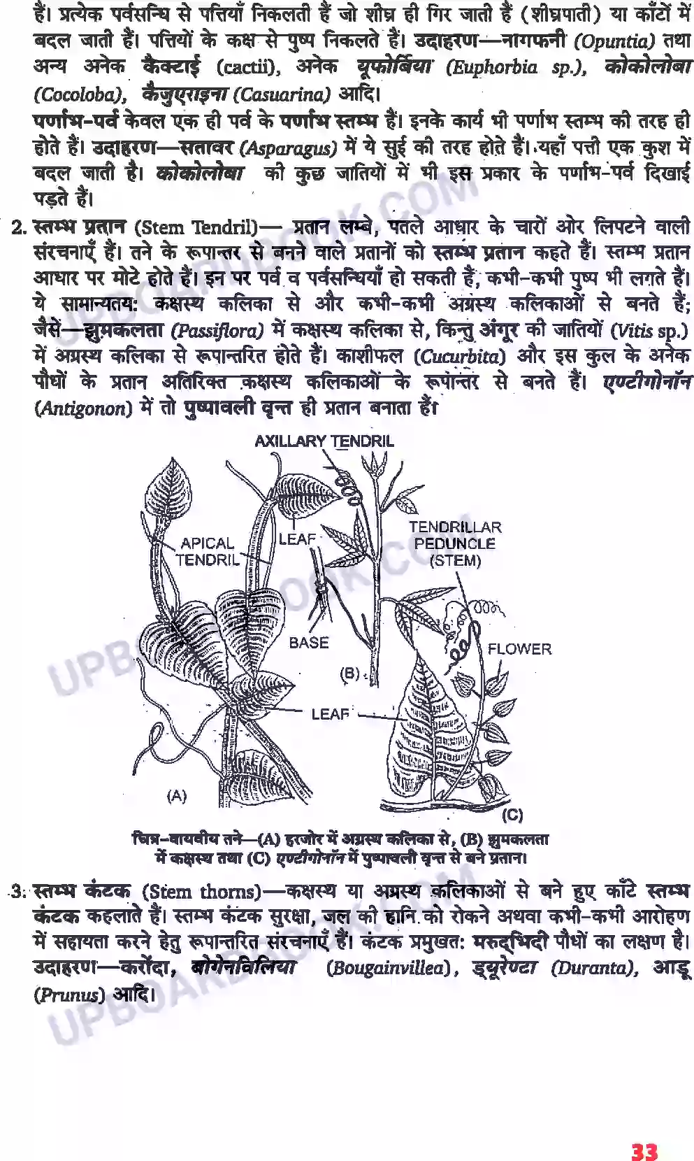UP Board Solution Class 11 Biology 5. पुष्पी पादपों की आकारिकी Image 11