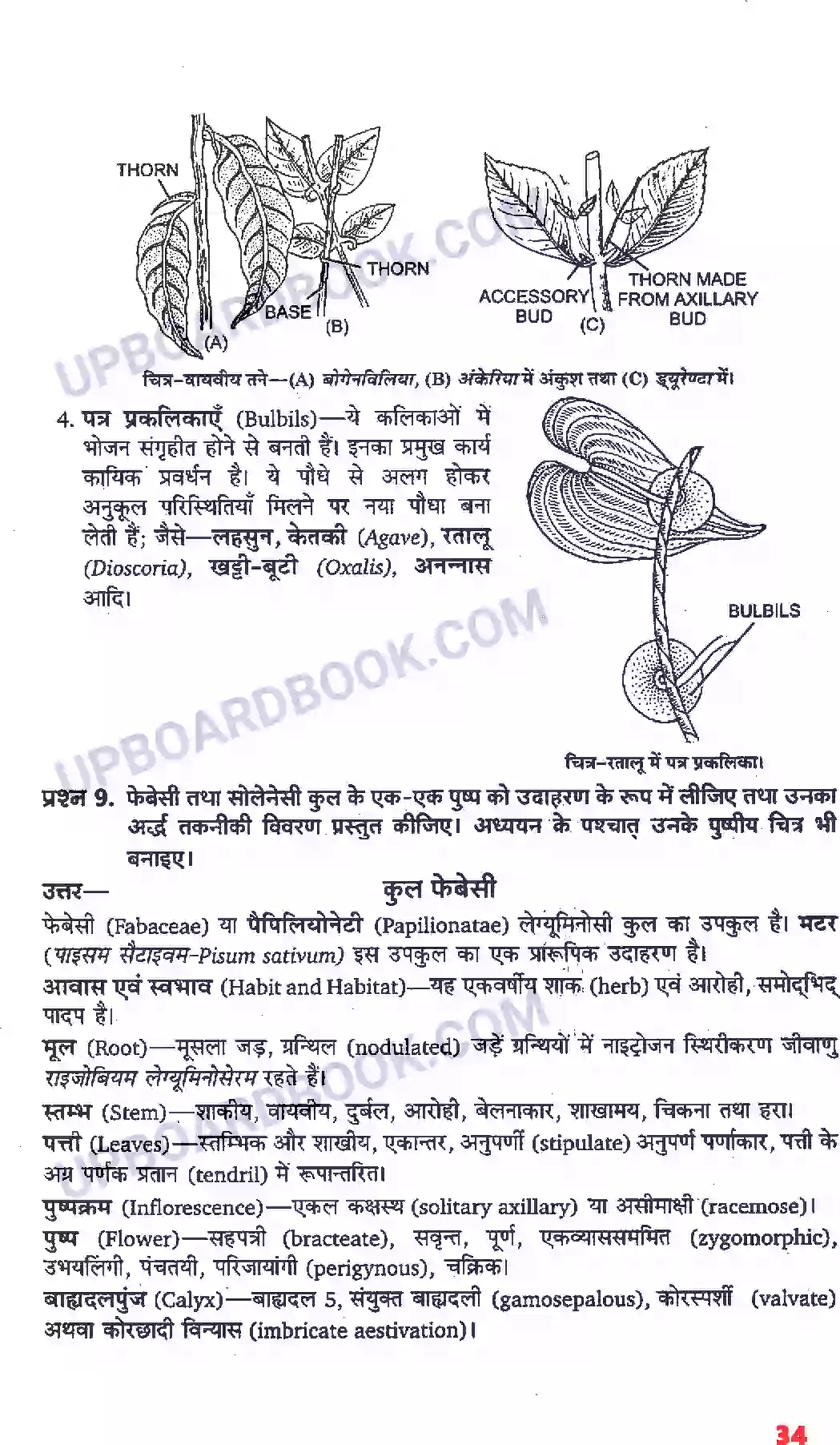 UP Board Solution Class 11 Biology 5. पुष्पी पादपों की आकारिकी Image 12
