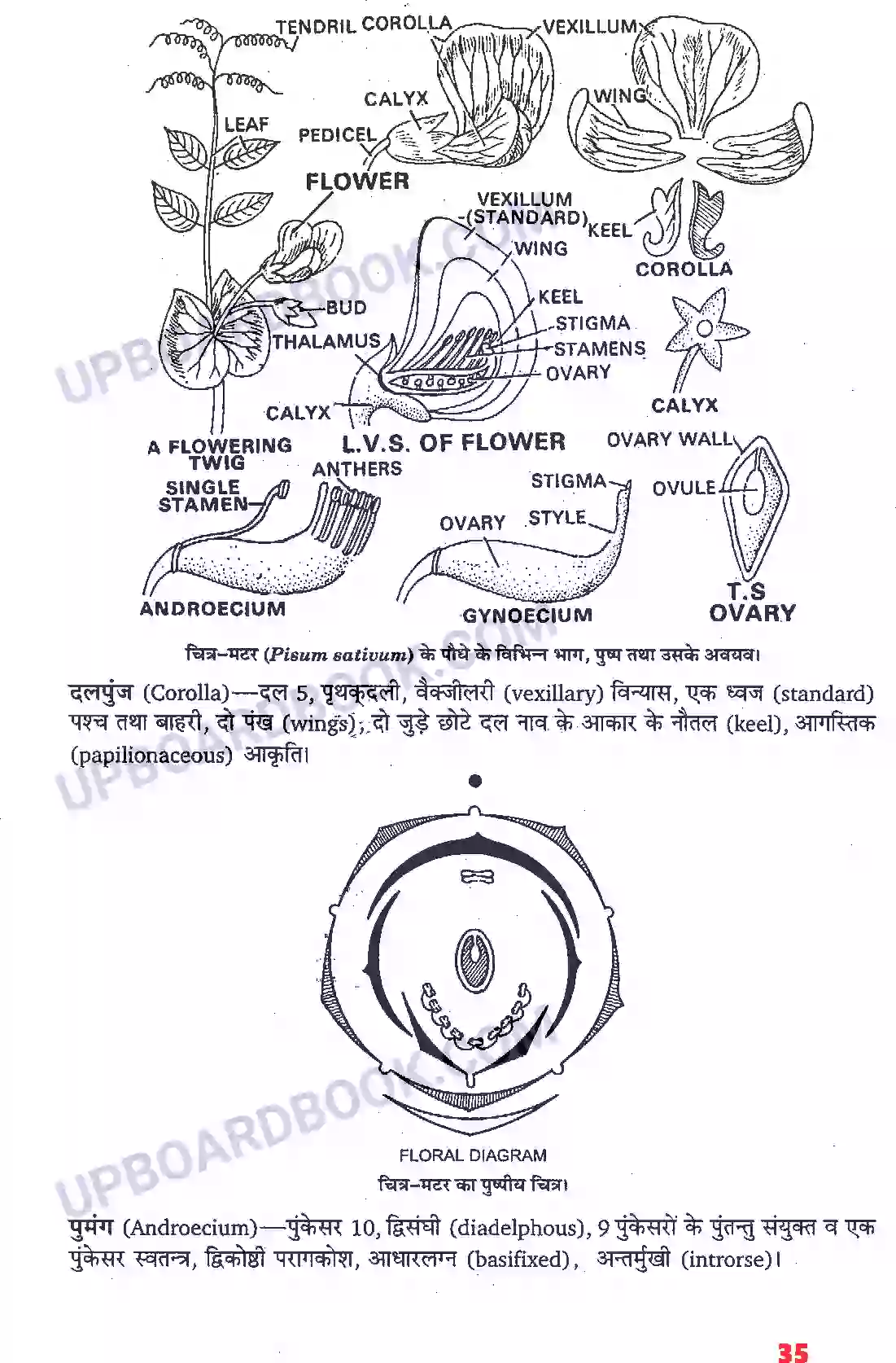 UP Board Solution Class 11 Biology 5. पुष्पी पादपों की आकारिकी Image 13