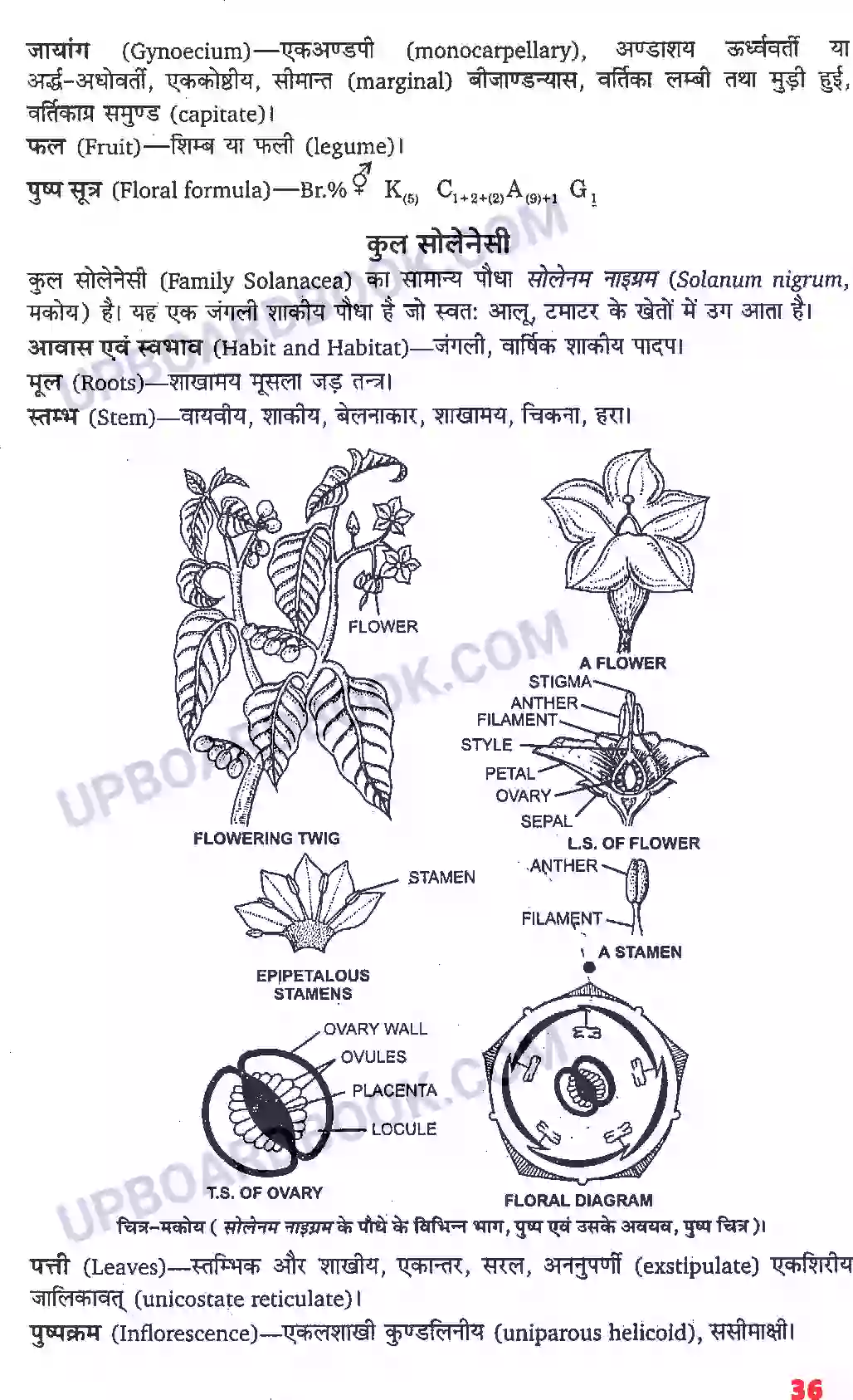 UP Board Solution Class 11 Biology 5. पुष्पी पादपों की आकारिकी Image 14
