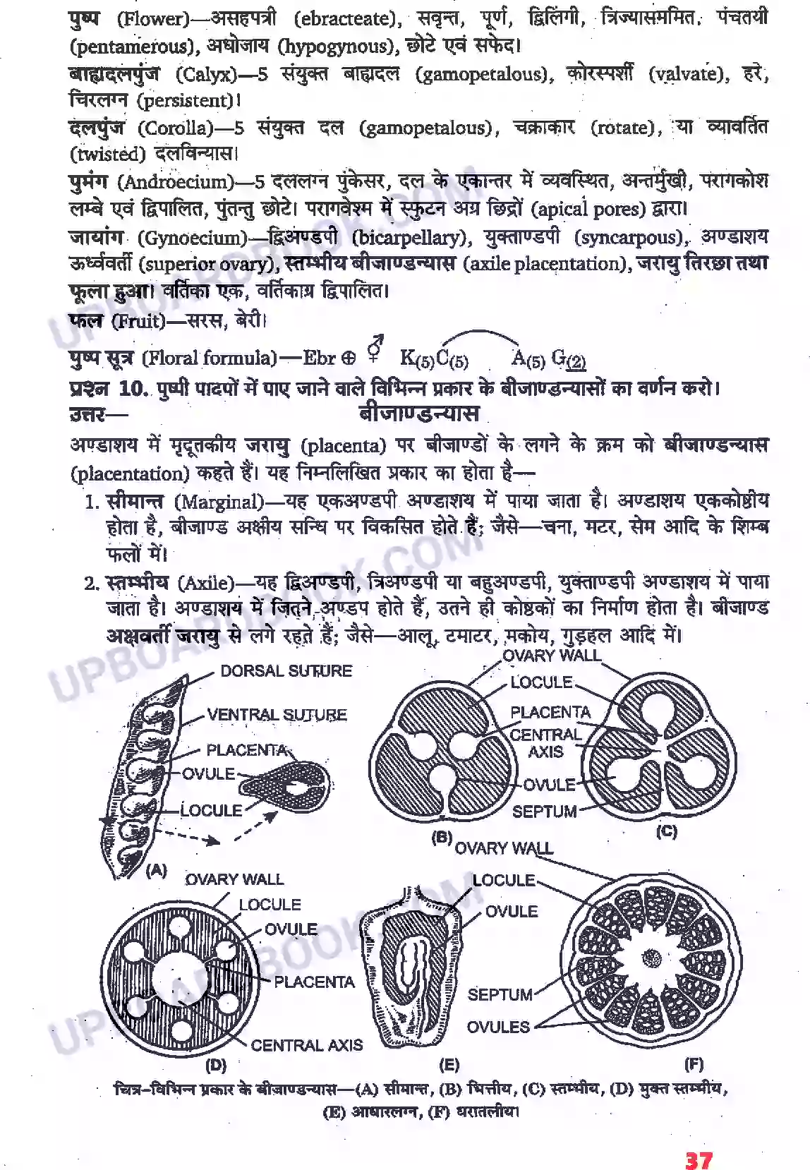 UP Board Solution Class 11 Biology 5. पुष्पी पादपों की आकारिकी Image 15