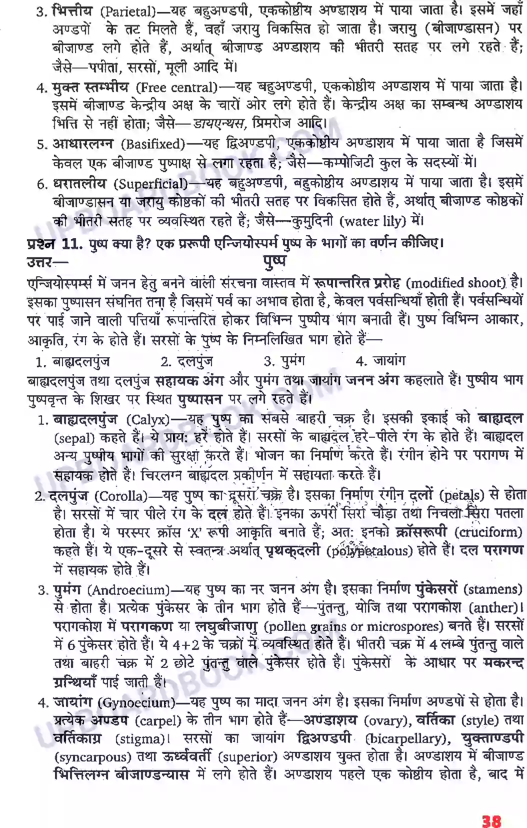 UP Board Solution Class 11 Biology 5. पुष्पी पादपों की आकारिकी Image 16