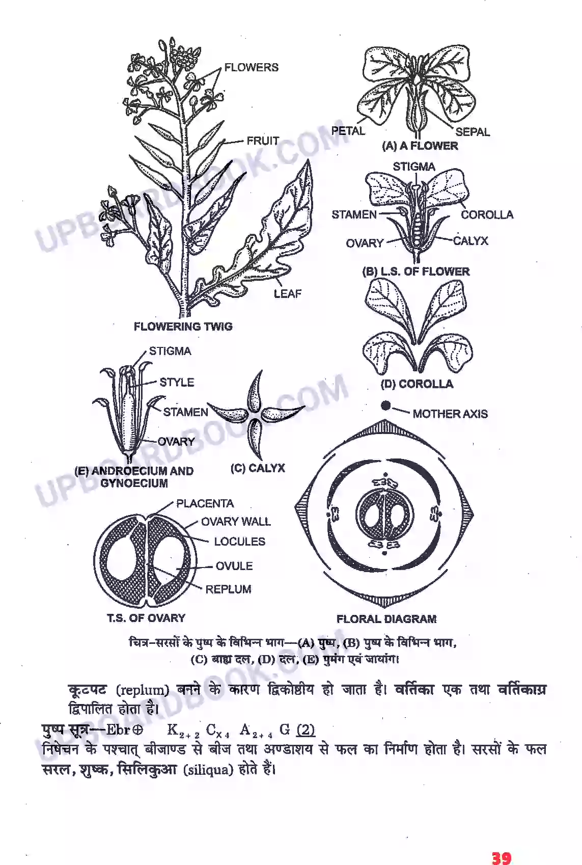 UP Board Solution Class 11 Biology 5. पुष्पी पादपों की आकारिकी Image 17