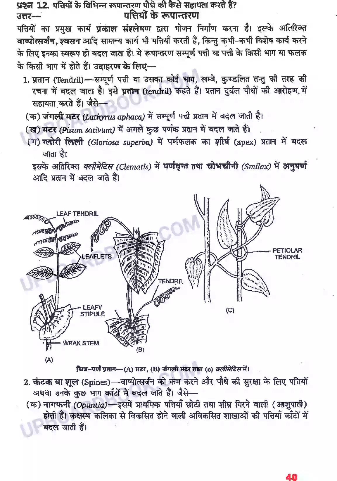 UP Board Solution Class 11 Biology 5. पुष्पी पादपों की आकारिकी Image 18