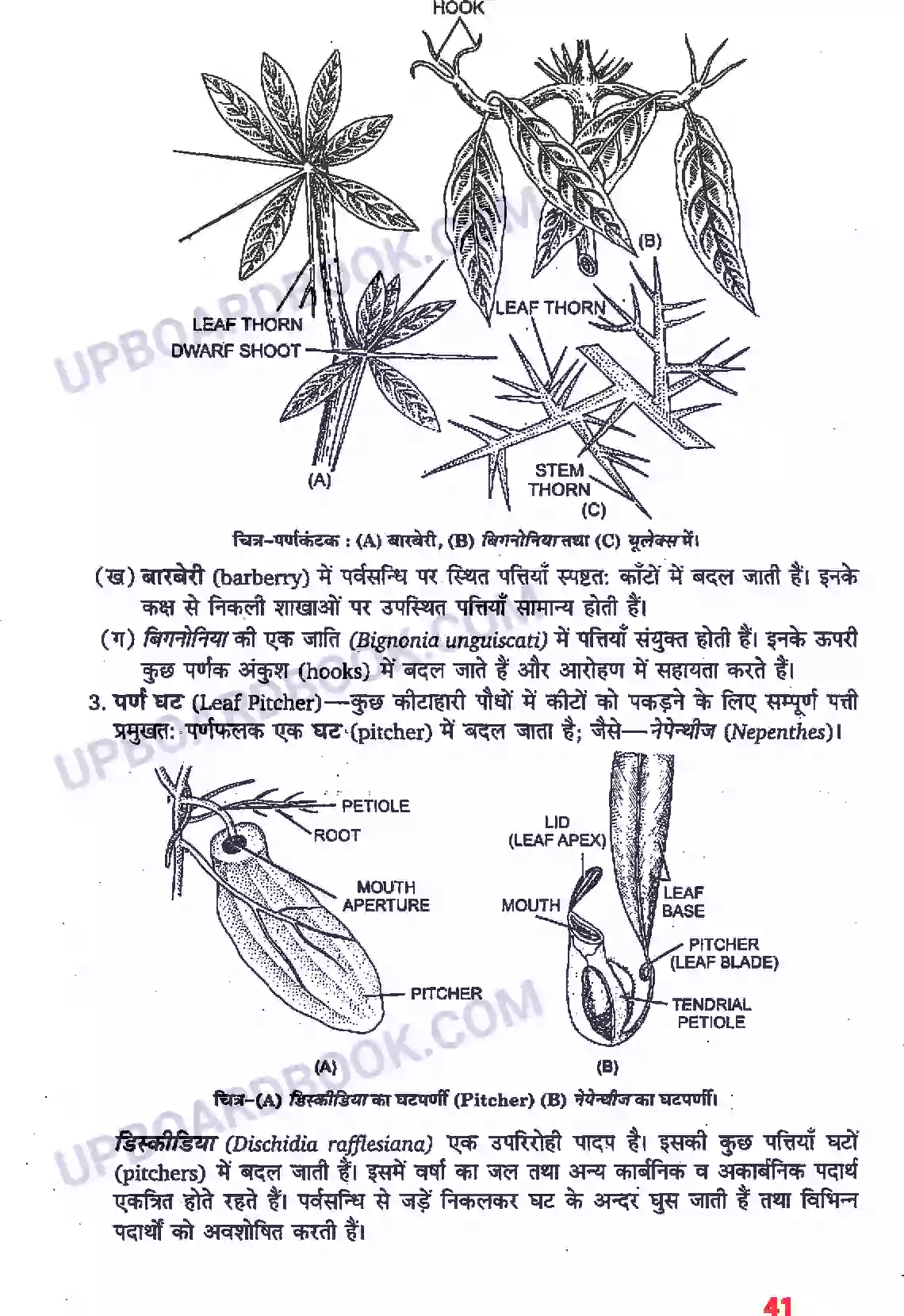 UP Board Solution Class 11 Biology 5. पुष्पी पादपों की आकारिकी Image 19