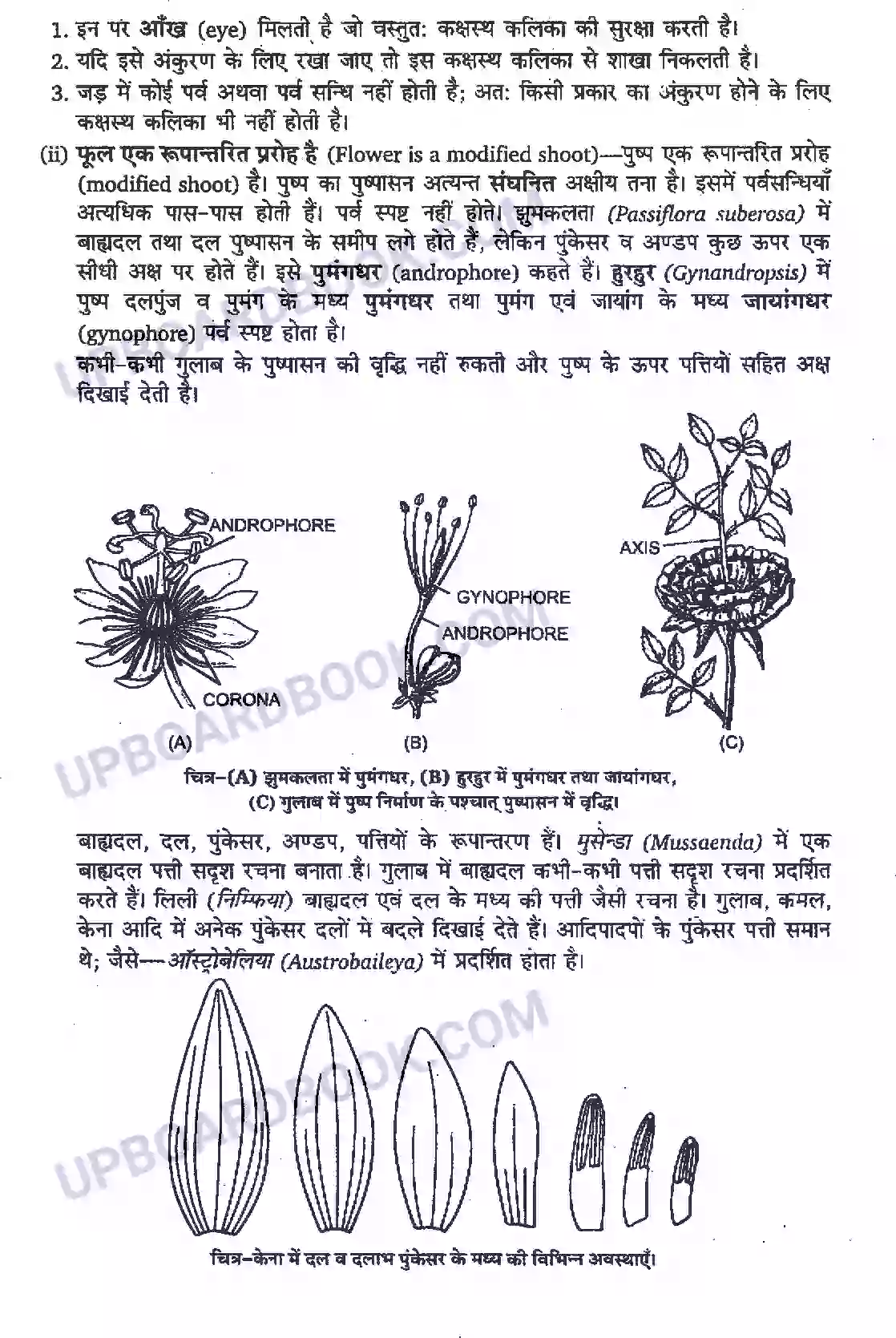 UP Board Solution Class 11 Biology 5. पुष्पी पादपों की आकारिकी Image 2