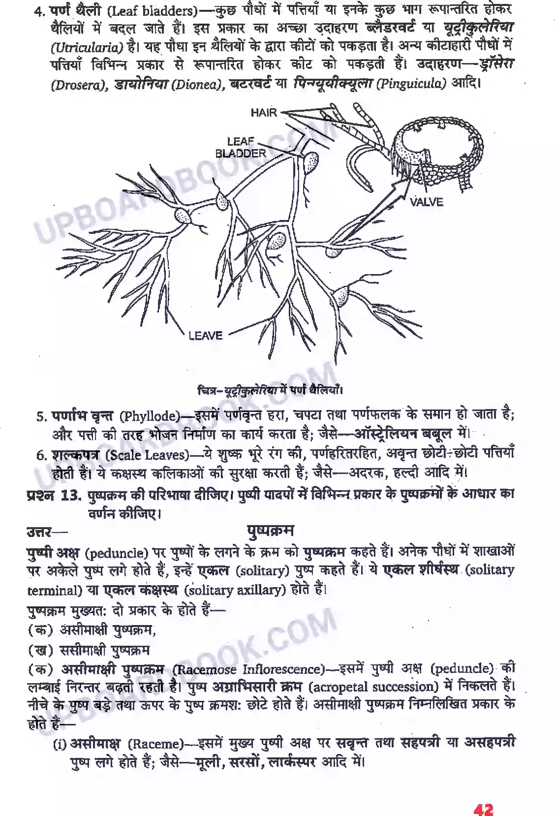 UP Board Solution Class 11 Biology 5. पुष्पी पादपों की आकारिकी Image 20