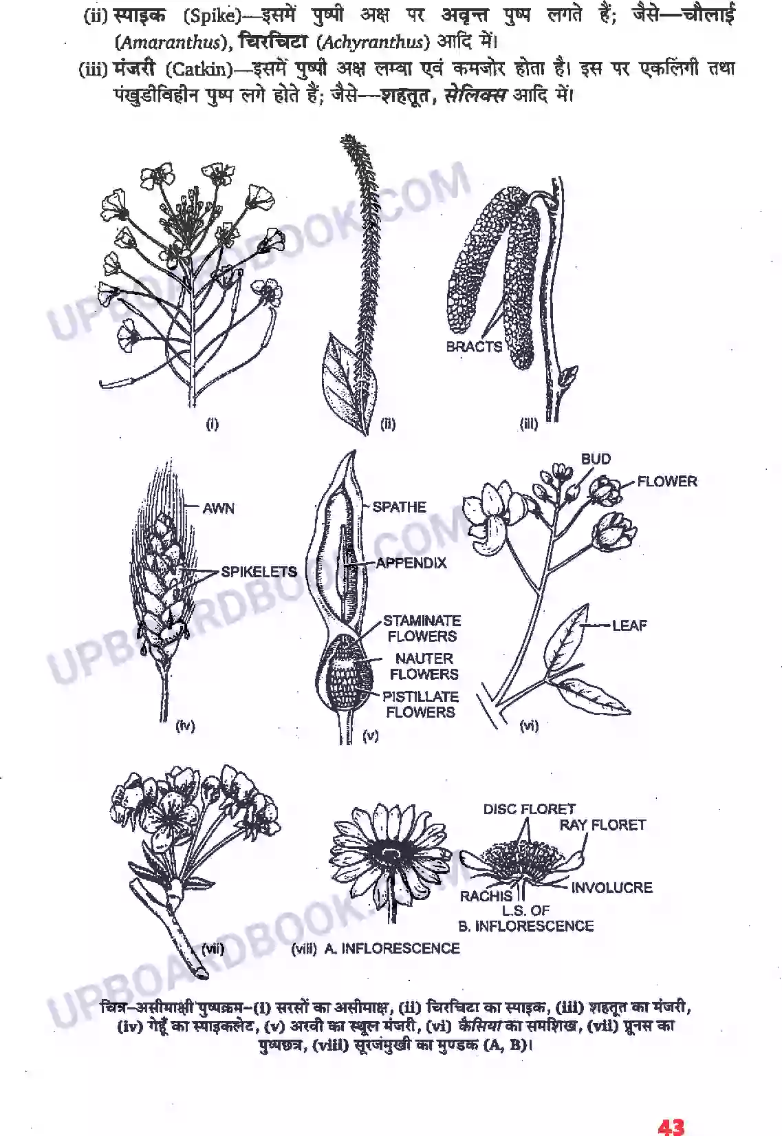 UP Board Solution Class 11 Biology 5. पुष्पी पादपों की आकारिकी Image 21