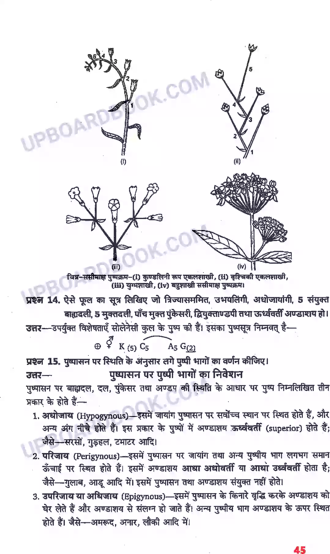 UP Board Solution Class 11 Biology 5. पुष्पी पादपों की आकारिकी Image 23