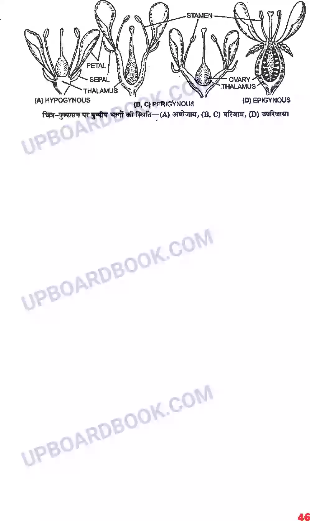 UP Board Solution Class 11 Biology 5. पुष्पी पादपों की आकारिकी Image 24