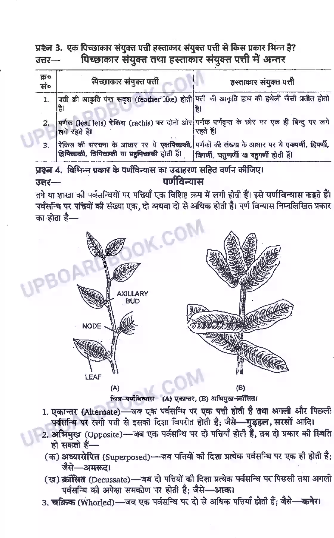 UP Board Solution Class 11 Biology 5. पुष्पी पादपों की आकारिकी Image 3