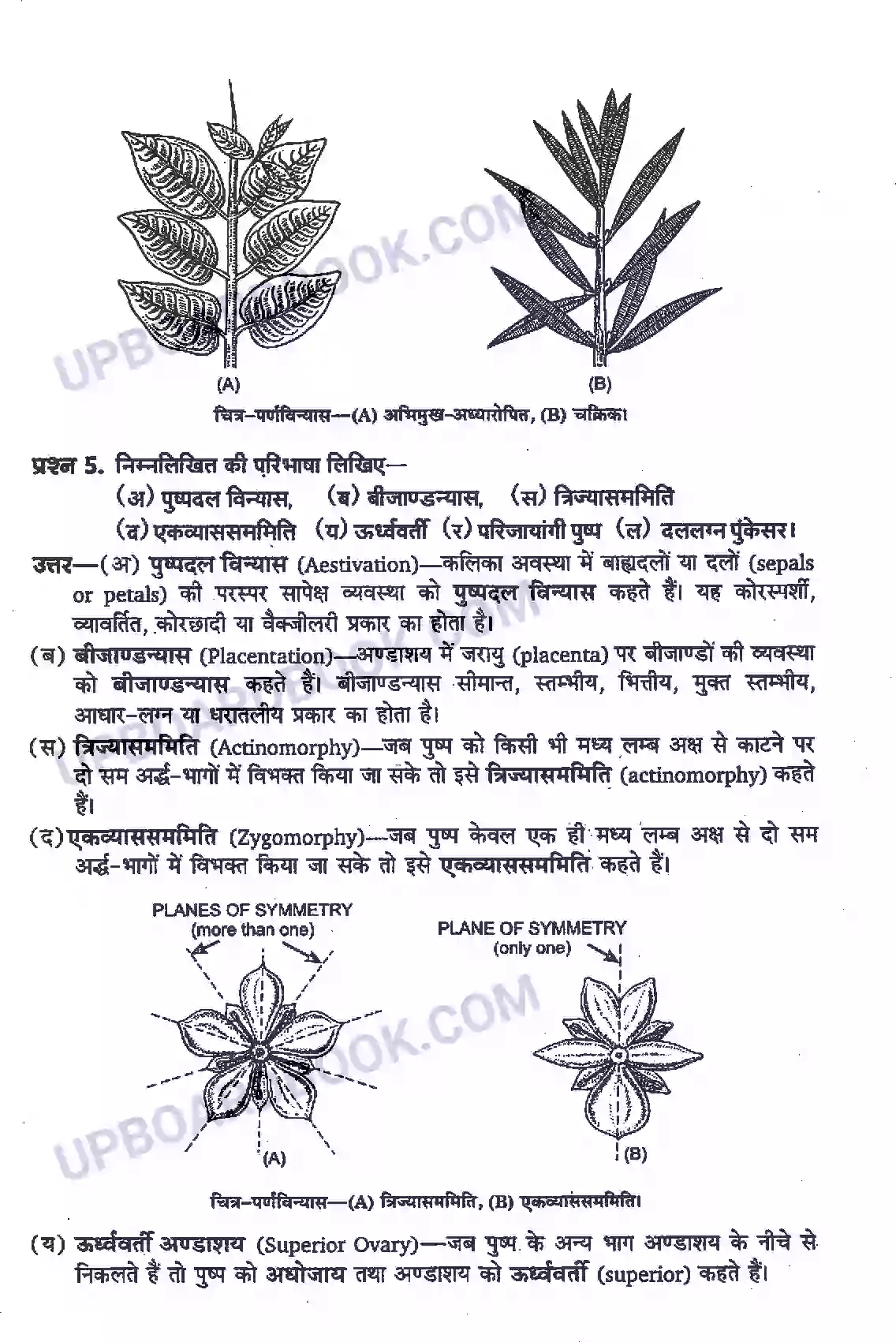 UP Board Solution Class 11 Biology 5. पुष्पी पादपों की आकारिकी Image 4