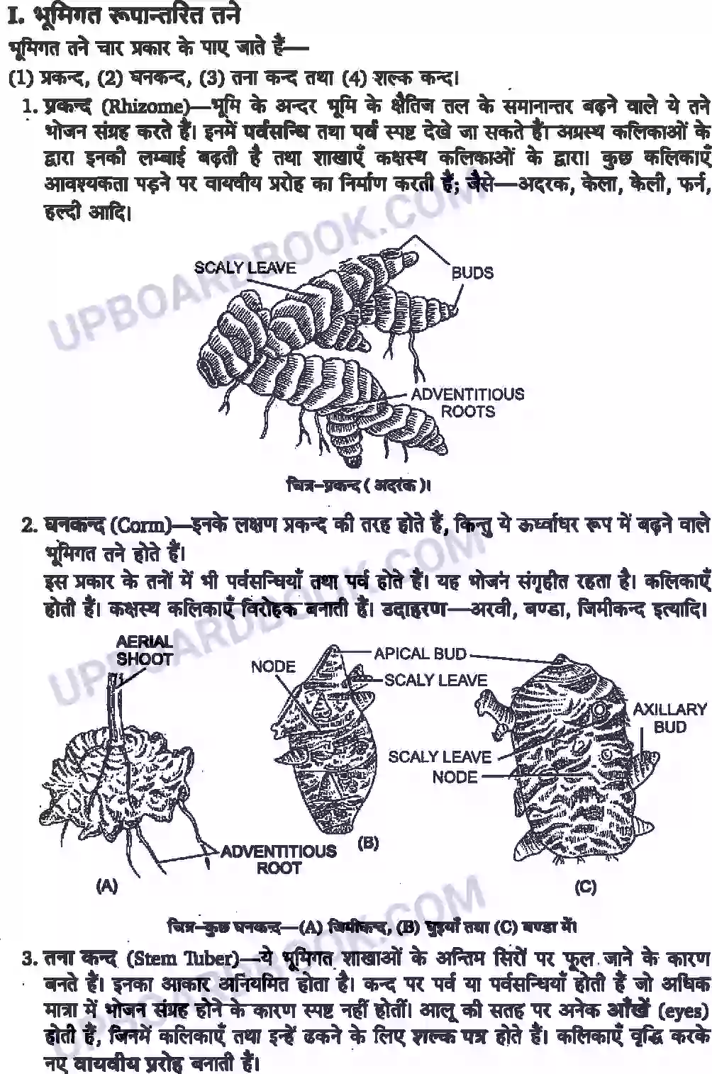 UP Board Solution Class 11 Biology 5. पुष्पी पादपों की आकारिकी Image 7