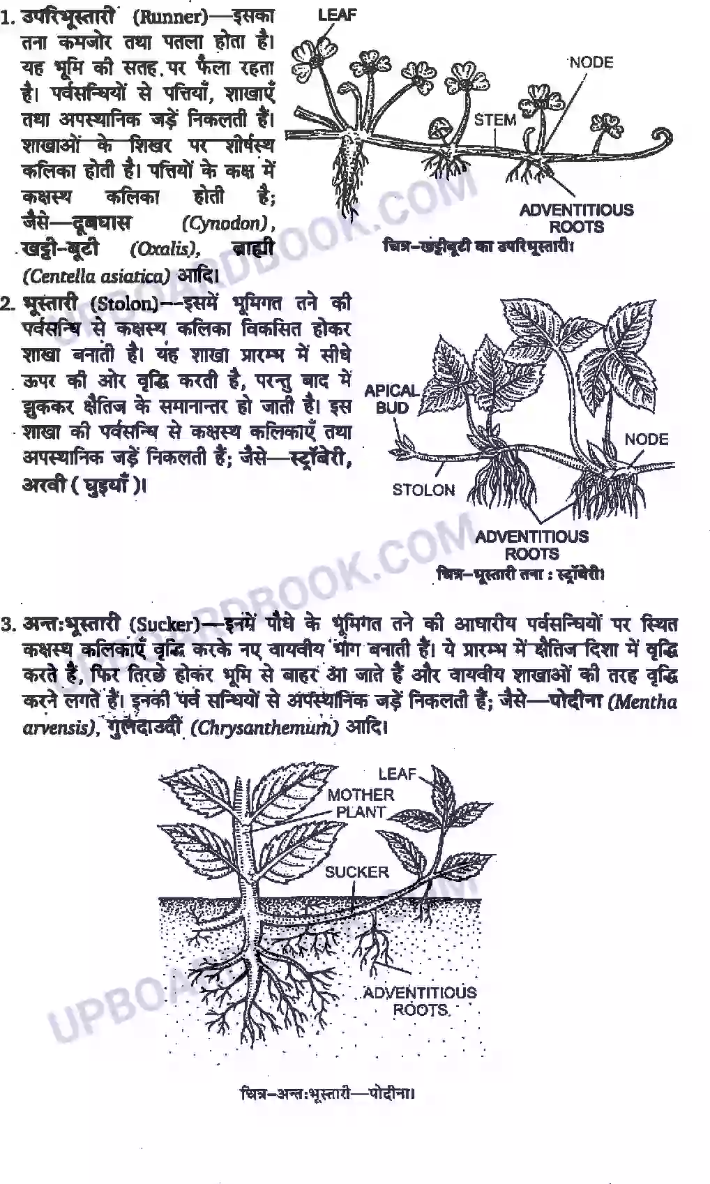 UP Board Solution Class 11 Biology 5. पुष्पी पादपों की आकारिकी Image 9