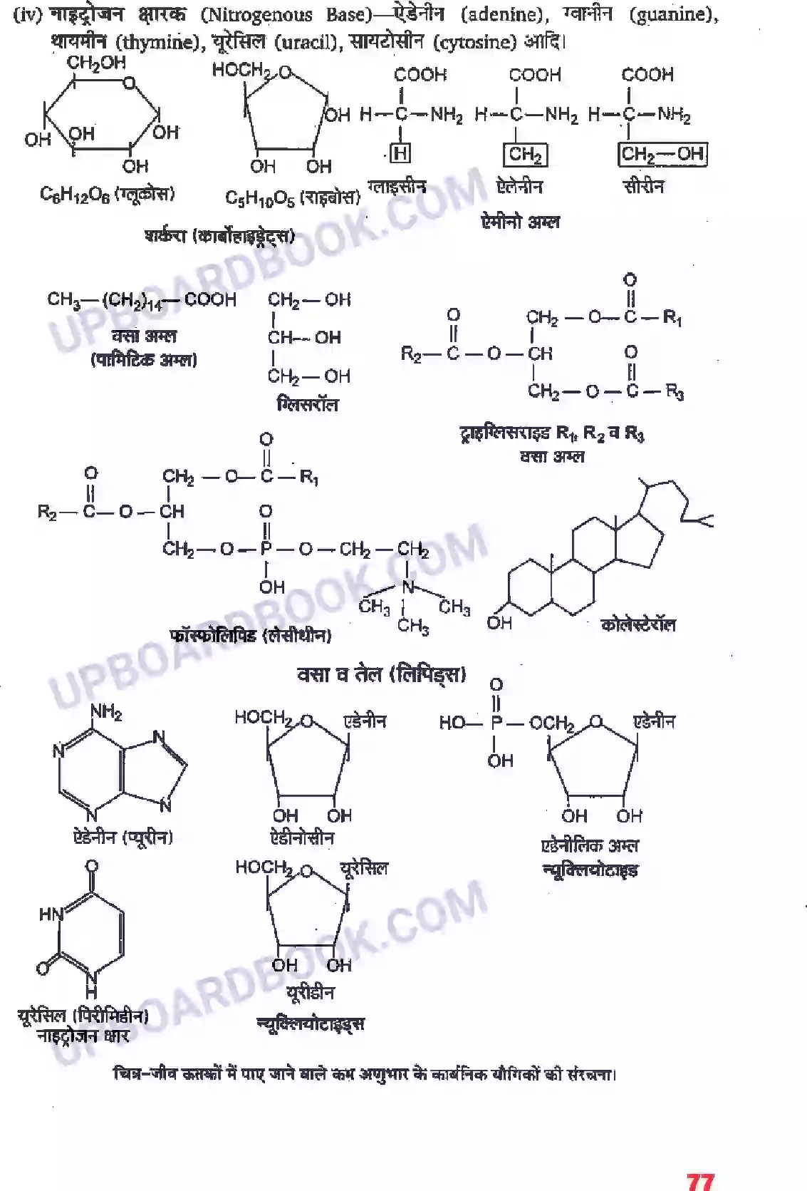 UP Board Solution class 11 Biology 9. जैव अणु Image 2