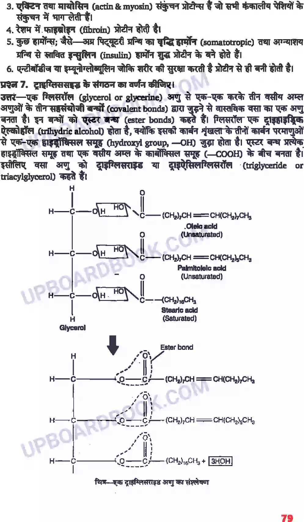 UP Board Solution class 11 Biology 9. जैव अणु Image 4
