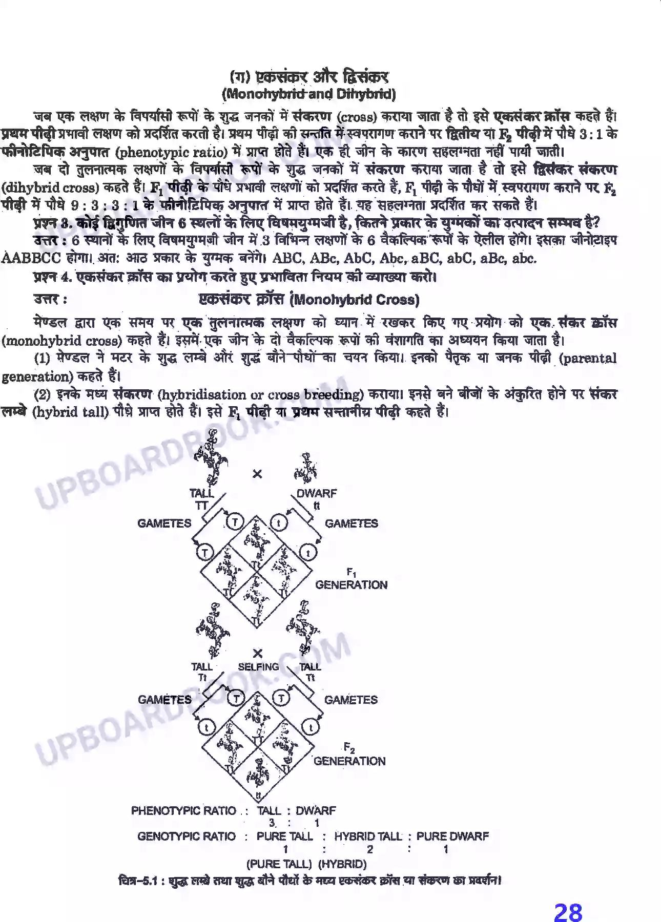 UP Board Solution Class 12 Biology 5. वंशागति तथा विविधता के सिद्धांत Image 2