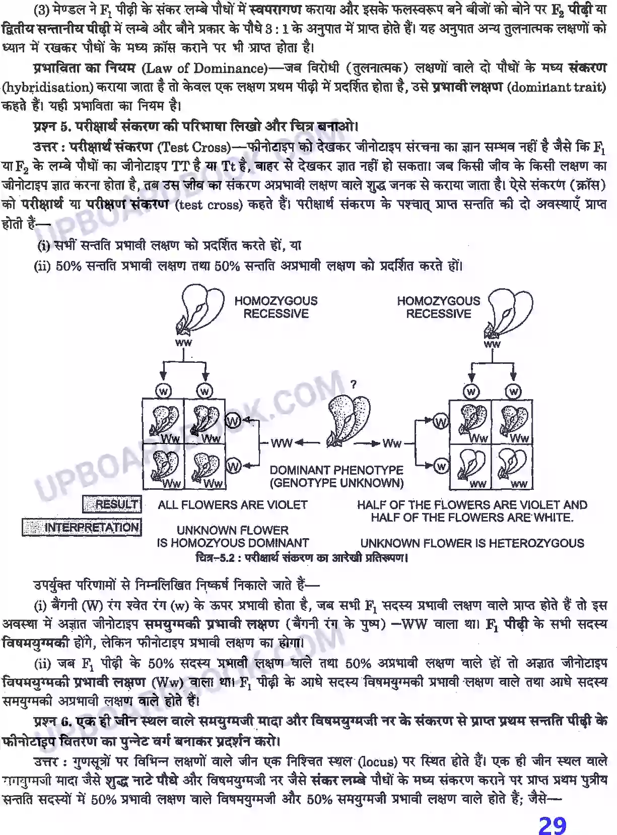 UP Board Solution class 12 Biology 5. वंशागति तथा विविधता के सिद्धांत Image 3